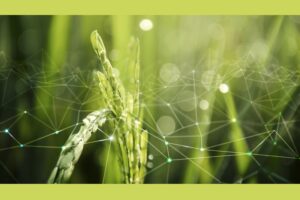 Scopri di più sull'articolo Intelligenza Artificiale in Agricoltura: Applicazioni e Prospettive