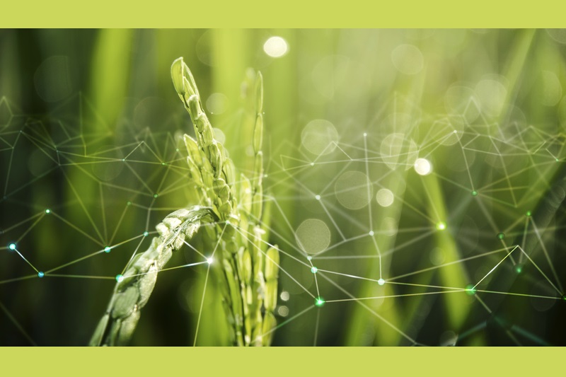 Al momento stai visualizzando Intelligenza Artificiale in Agricoltura: Applicazioni e Prospettive